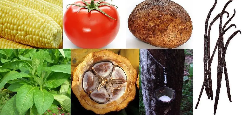 Sistema Inmunológico Fuerte: 5 Alimentos Clave (y Cómo Usarlos) | Guía 2023